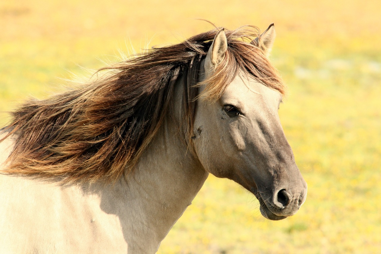 Horse Surgeons in Texas